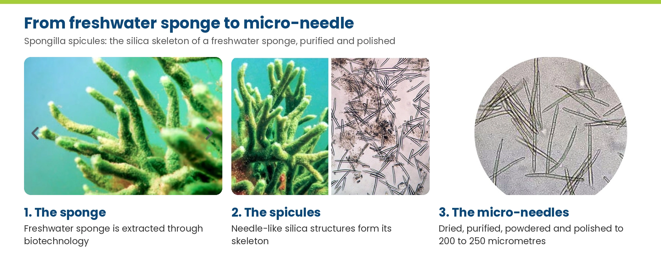 From freshwater sponge to micro-needle: the sponge, its silica spicules and the purified micro-needles